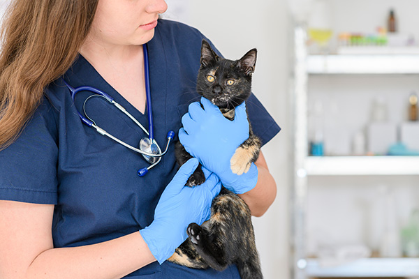 veterinarian-holding-a-kitten